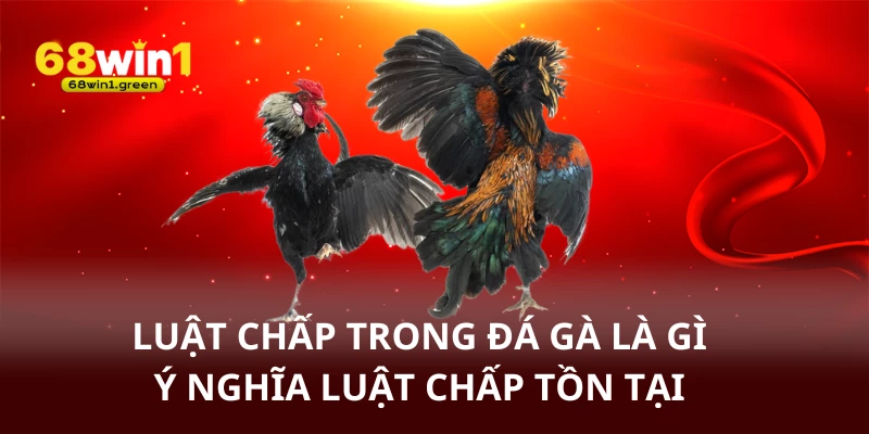 Luật chấp trong đá gà là gì ? - Ý nghĩa luật chấp tồn tại